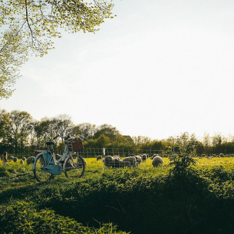 The Great Dervla Murphy’s Bike Ride from Dublin to Delhi