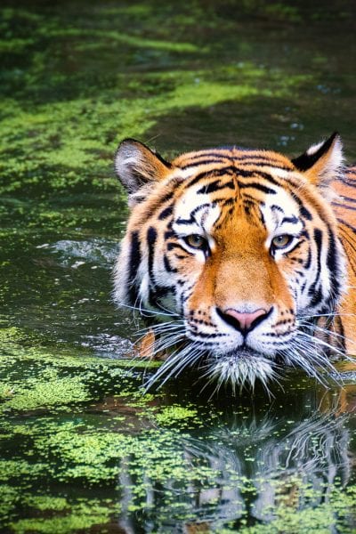 Wild tiger © | Pixabay