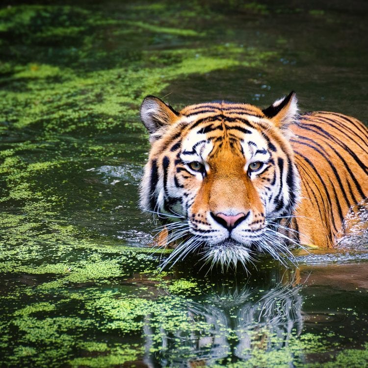 The Woman On a Mission to See the World’s Wild Cats