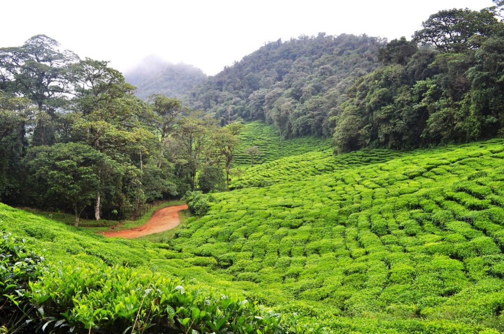 The lush coffee plantations of central Colombia © | Dfoa/Pixabay