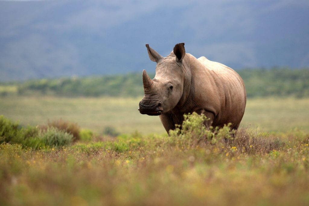 South Africa's Rhino © | Jonathan Pledge/Shutterstock