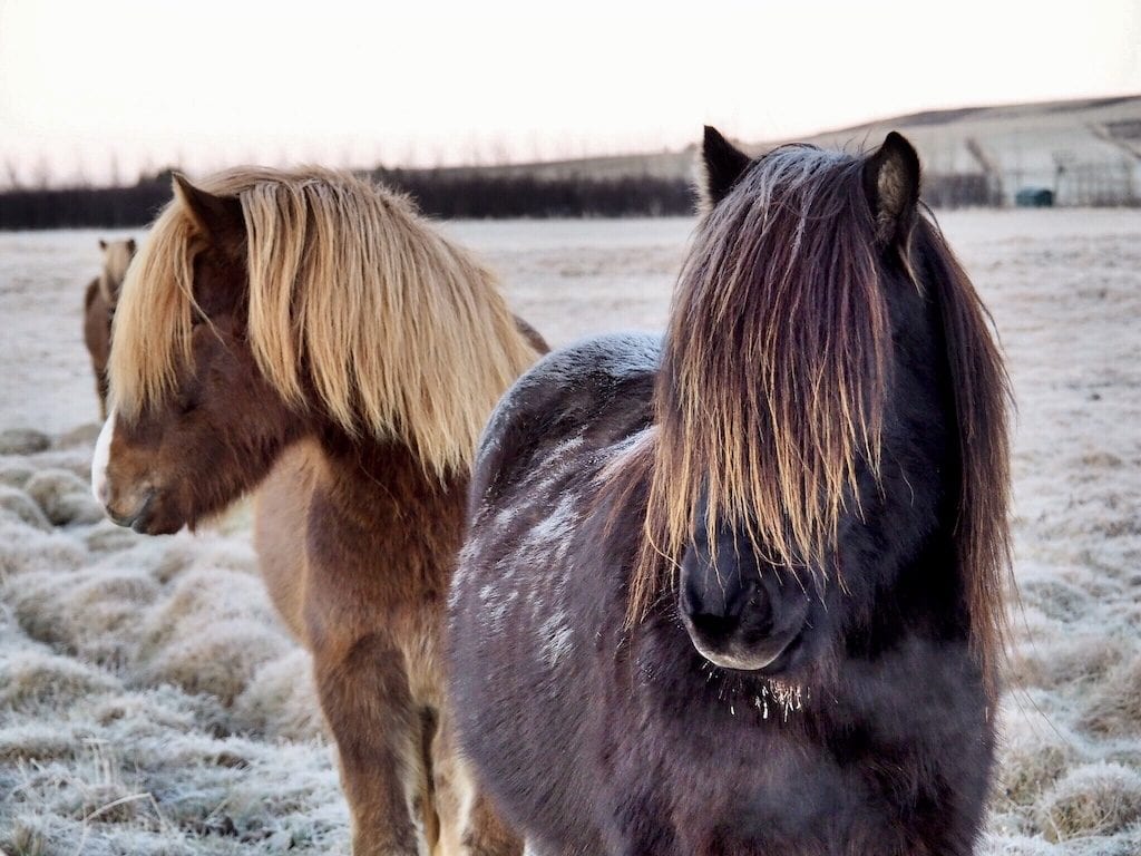 Icelandic horses | © Nikki Vargas