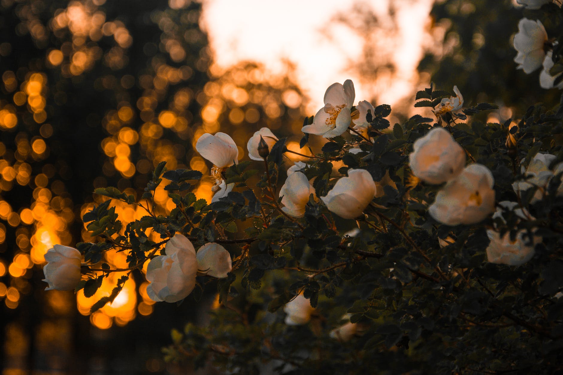 shallow focus photography of pink flowers