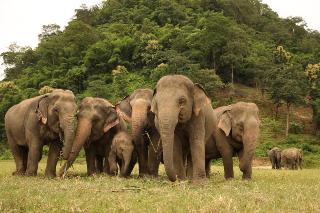 Rescued elephants in Thailand | © Save Elephant Foundation