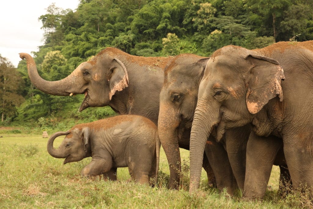 Rescued elephants in Thailand | © Save Elephant Foundation