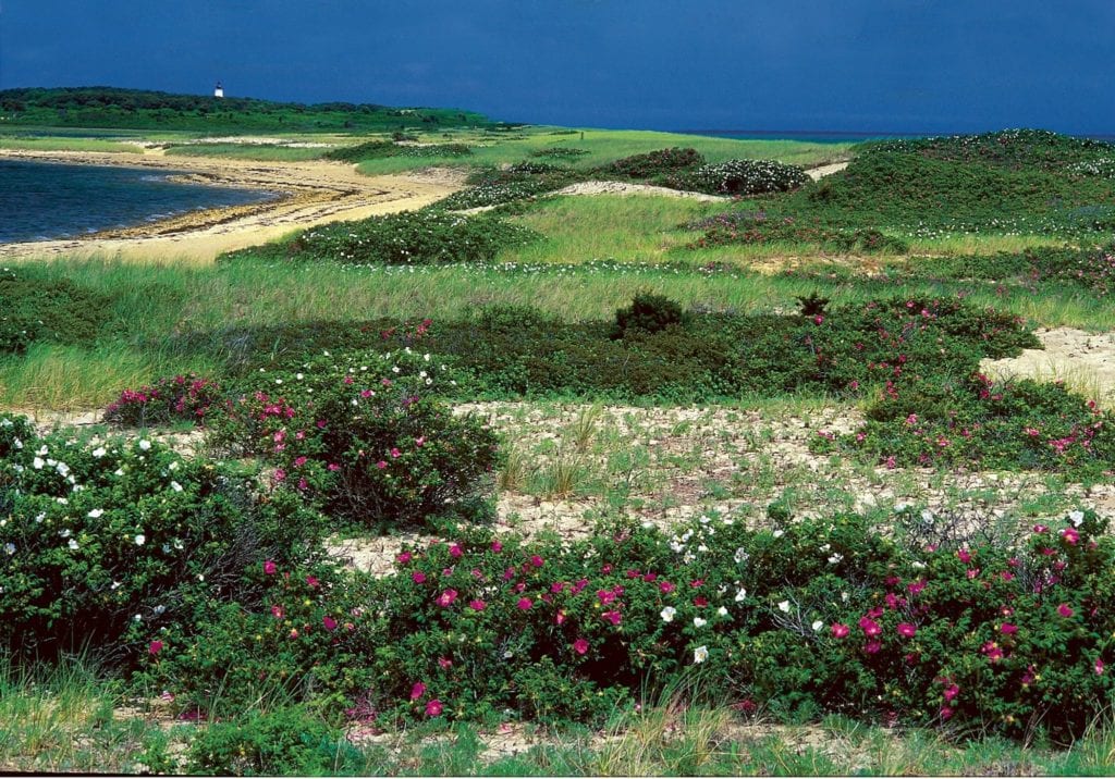 Wildflowers grow on Cape Pogue in Martha's Vineyard | © Courtesy of The Trustees