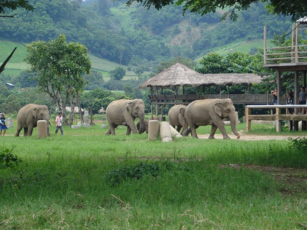 Elephant Nature Park in Chiang Mai, Thailand | CCO Public Domain