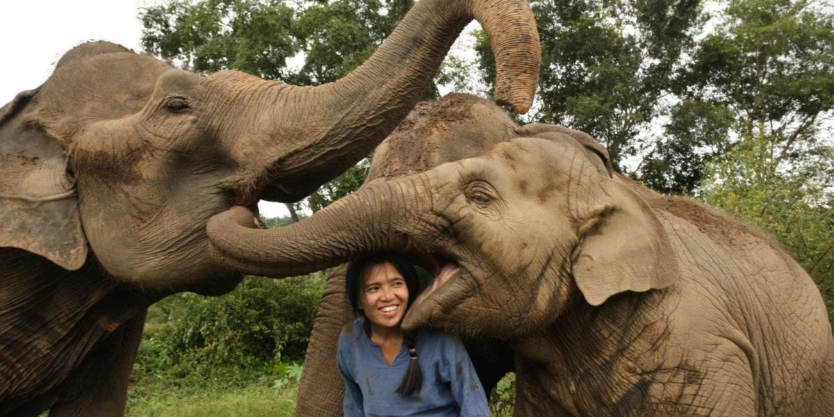 Lek with rescued elephants in Thailand | © Save Elephant Foundation