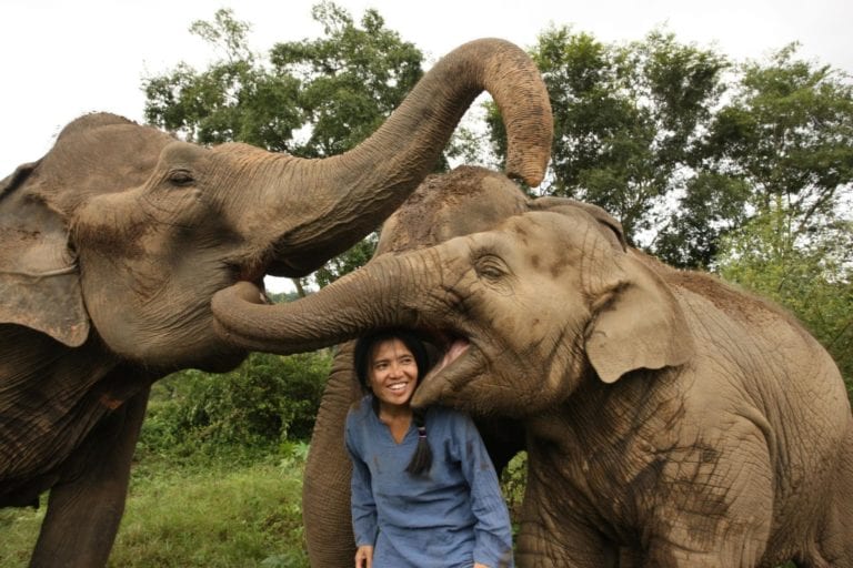 Lek with rescued elephants in Thailand | © Save Elephant Foundation