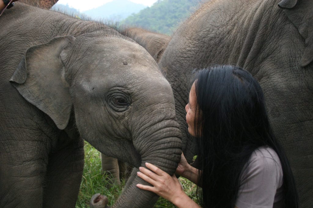 Lek with rescued elephants in Thailand | © Save Elephant Foundation