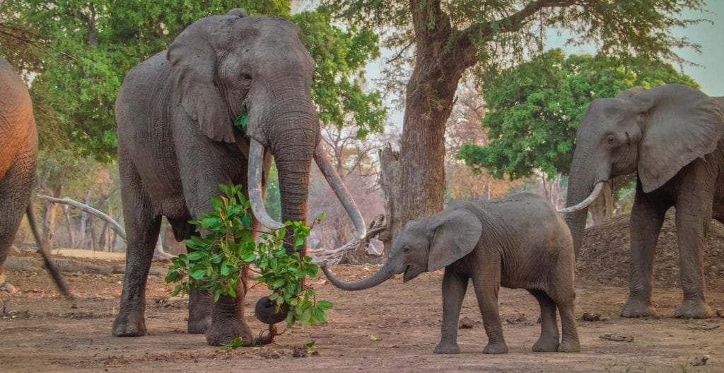 Wild elephants | © Courtesy of Valentina Valentini