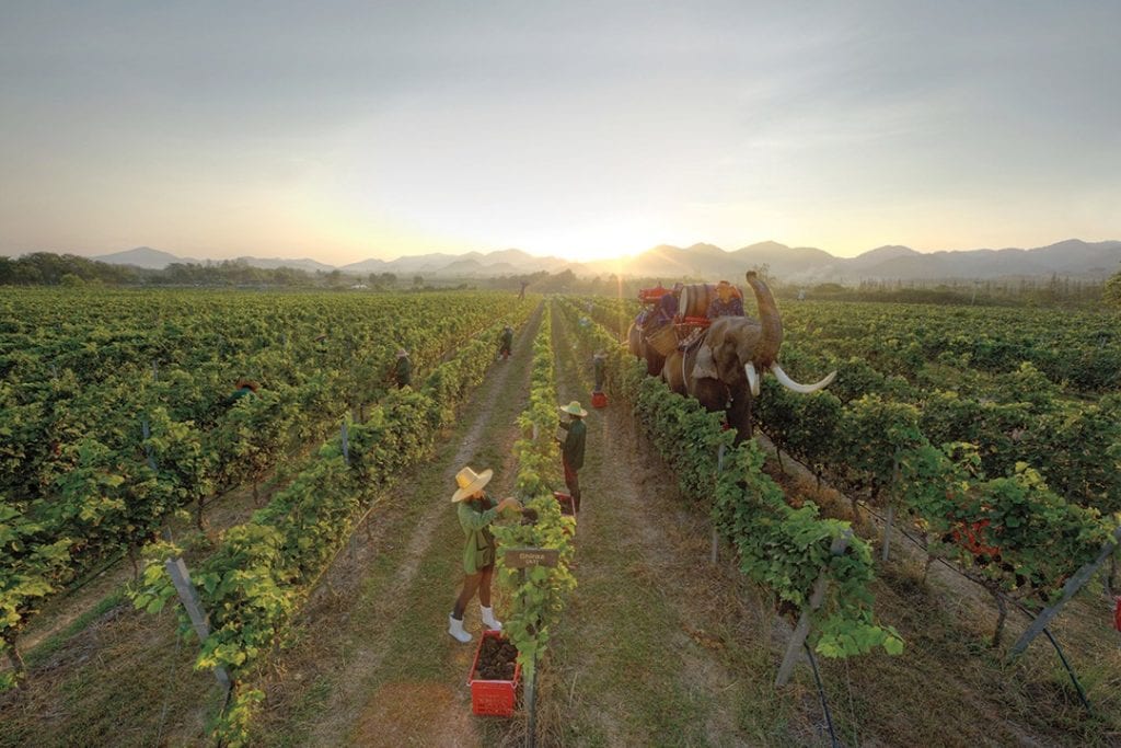 Courtesy of Monsoon Valley Vineyard