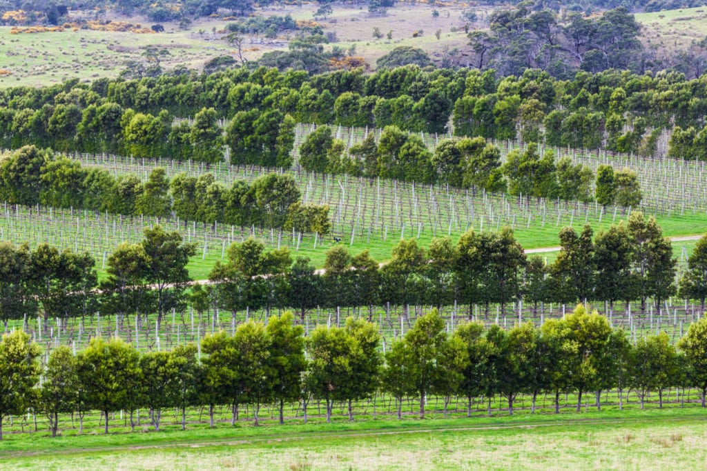Devil's Corner winery, Apslawn, Tasmania, Australia | © Anastasia Ness/Greg Brave