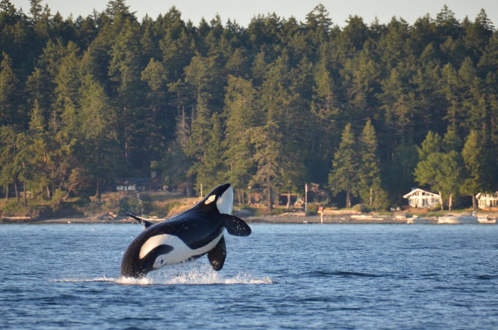 An endangered Southern Resident Killer Whale in the San Juan Islands | © Monika Wieland Shields/Shutterstock