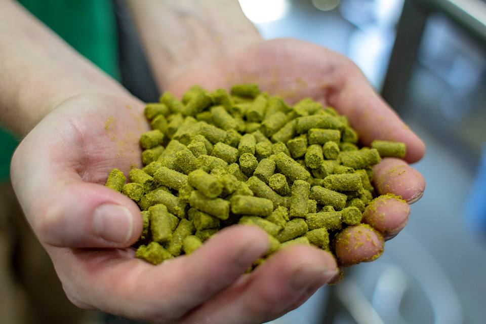 A woman holds a handful of hops | © Courtesy of The Pink Boots Society Facebook Page