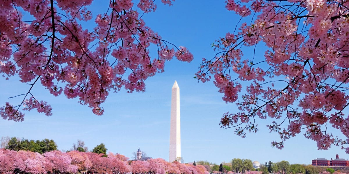 Cherry blossoms frame the Washington Monument in Washington D.C., a hub for women-owned businesses | © Shutterstock/Songquan Deng