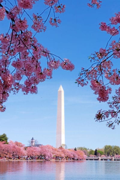 Cherry blossoms frame the Washington Monument in Washington D.C., a hub for women-owned businesses | © Shutterstock/Songquan Deng