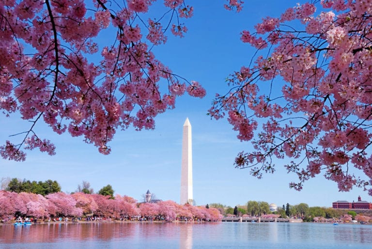 Cherry blossoms frame the Washington Monument in Washington D.C., a hub for women-owned businesses | © Shutterstock/Songquan Deng