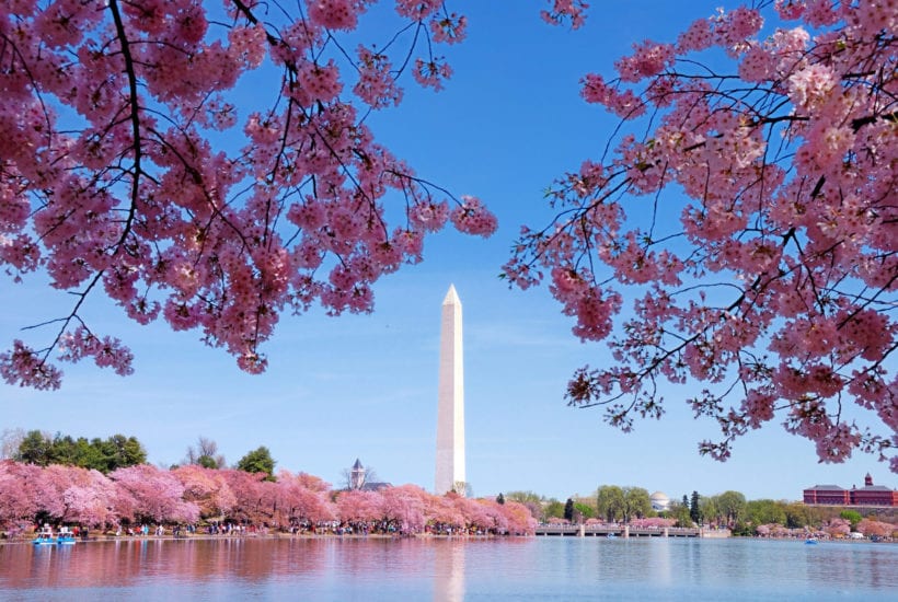 Cherry blossoms frame the Washington Monument in Washington D.C., a hub for women-owned businesses | © Shutterstock/Songquan Deng