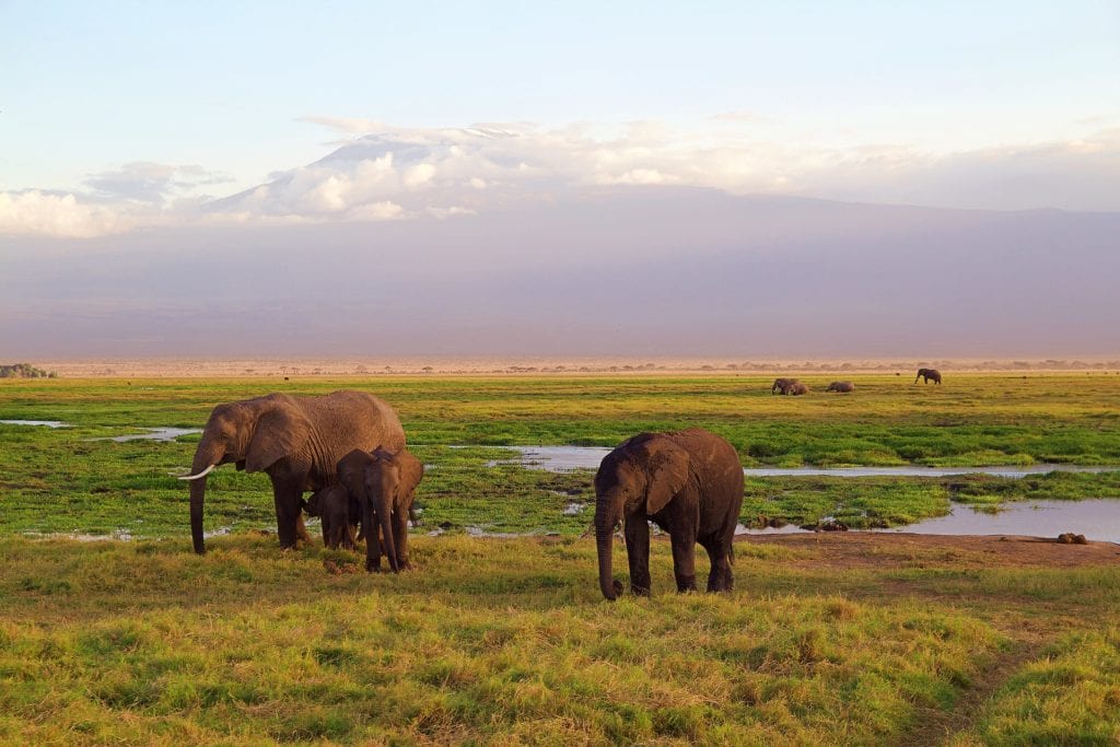  An elephant family | © Jonny Joka/Pixabay