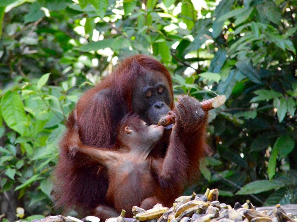 Wild Orangutans photographed in Borneo | © Nikki Vargas
