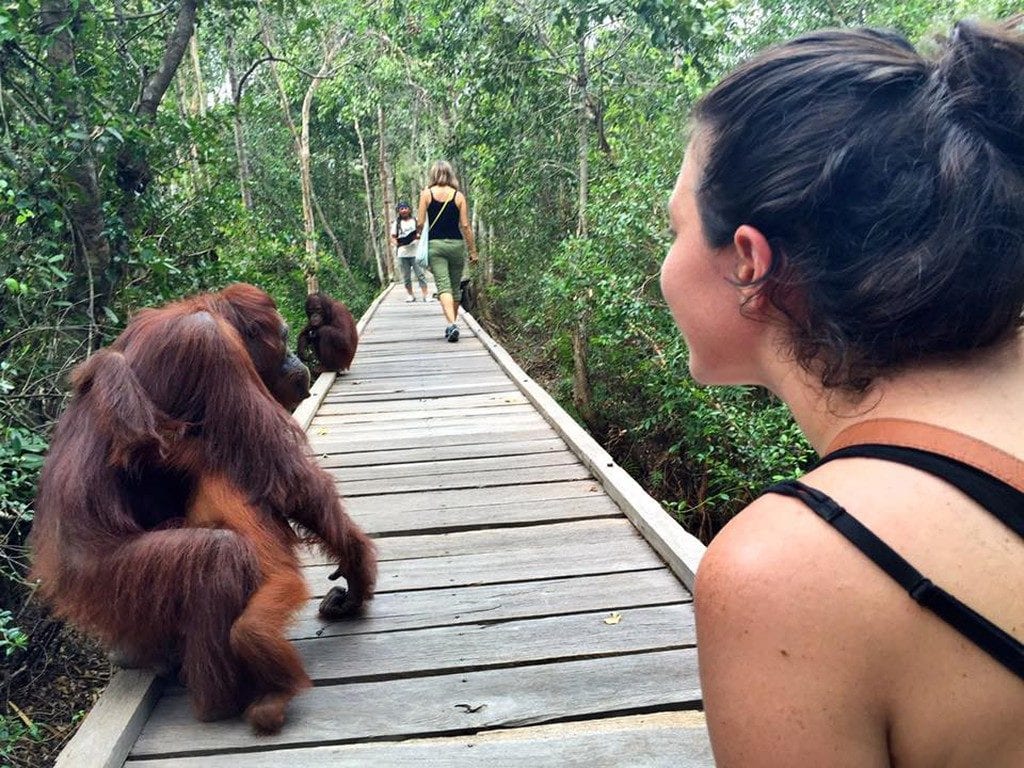 Wild Orangutans walk on a boardwalk at Camp Leakey in Borneo |© Nikki Vargas
