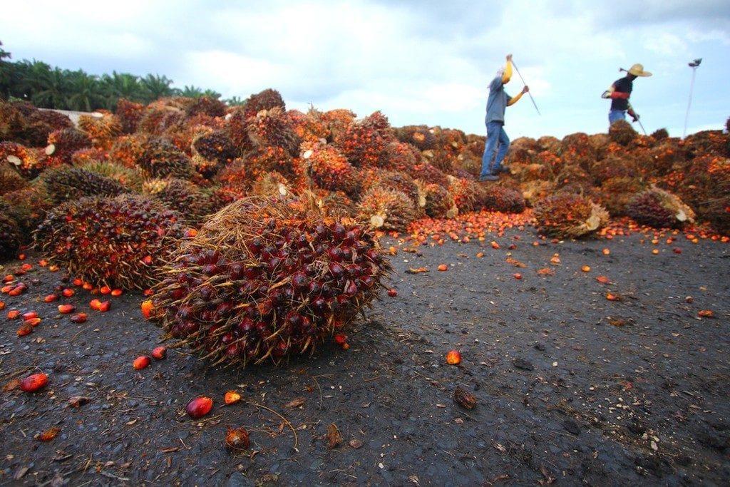 Palm Fruit harvesting | © Ky Tan/Shutterstock
