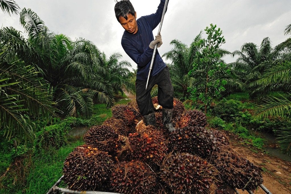 Palm oil cultivation | © think4photop/Shutterstock