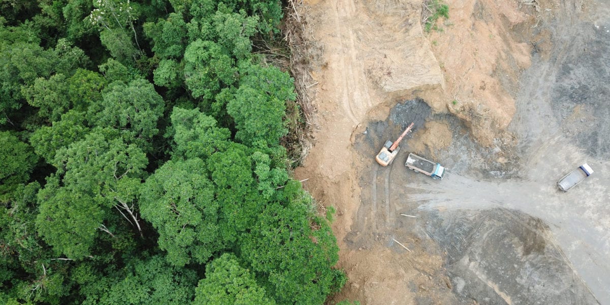 Aerial view of palm oil deforestation | © Rick Carey/Shutterstock