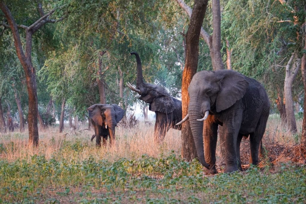 Gorongosa's elephants, once poached nearly to disappearance, now number over 650 | © Emily Scott/Blue Sky Society