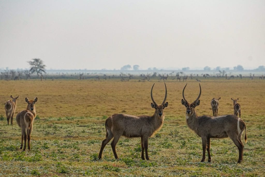 Gorongosa's waterbuck herds are thriving since the end of the civil war - 65,000 waterbuck now call the park home | © Emily Scott/ Blue Sky Society