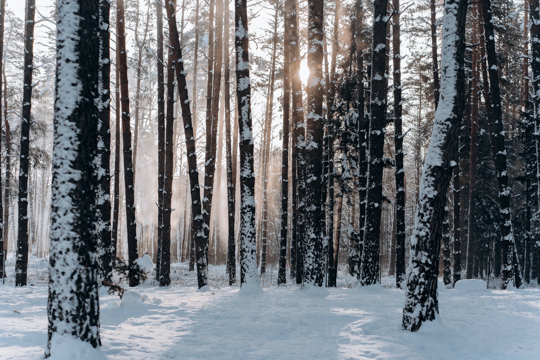 woods covered with snow