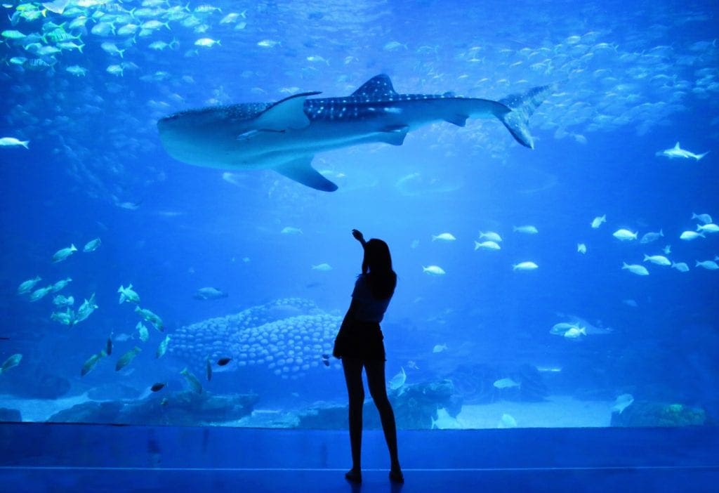 Silhouette of a woman in front of an aquarium exhibit © | Silas Hao/Unsplash