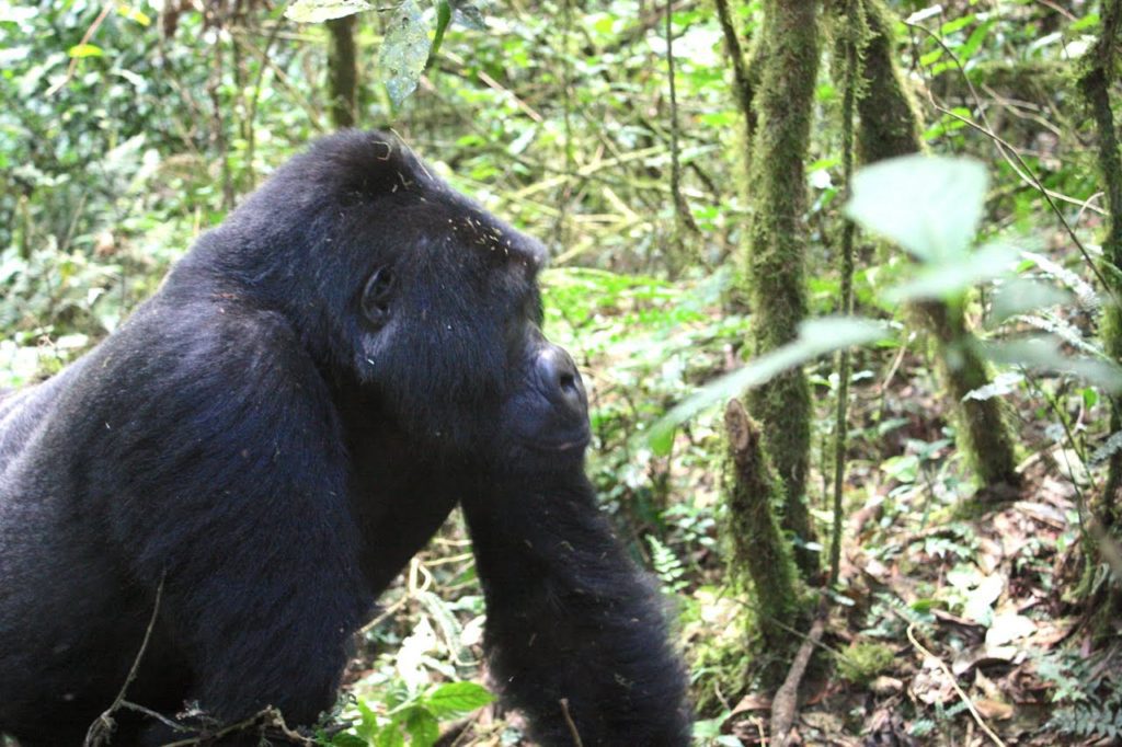 There are just over 1,000 wild gorillas left in the world © | Christina Newberry