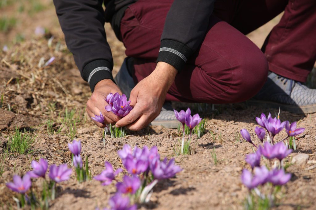 Saffron farmer, Hasan Rezania | © Amir Sadeghi