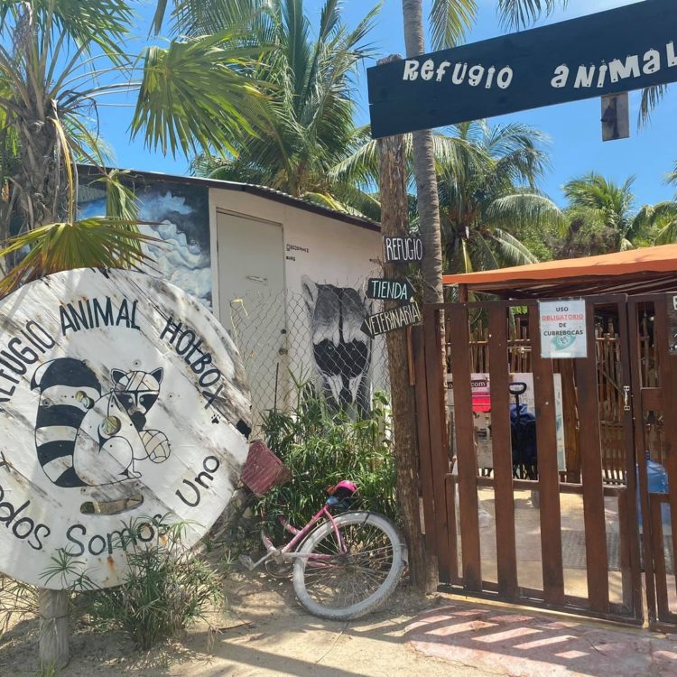 Volunteering at a Woman-Run Animal Shelter in Mexico