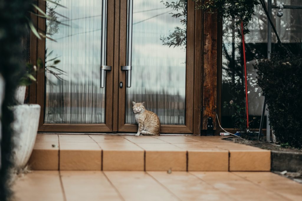 A stray cat sits in front of a door in Albania | © Arteida MjESHTRI /Unsplash