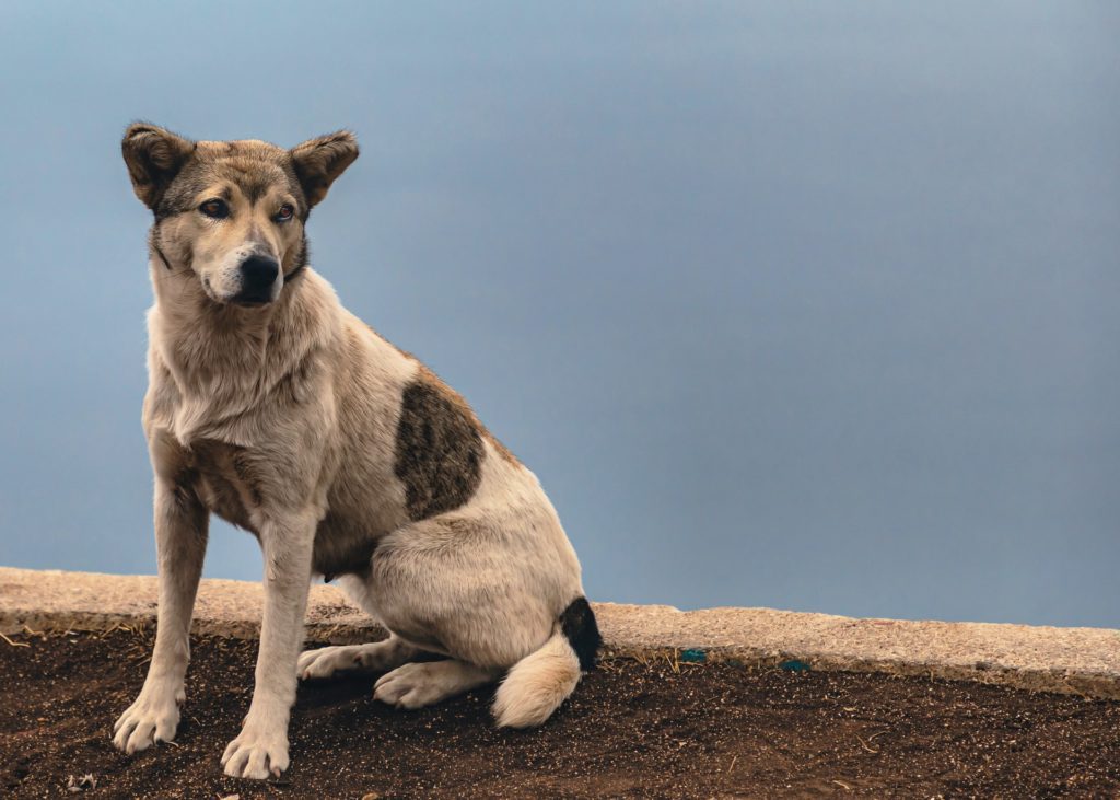 A stray dog in Albania | © Moka/Unsplash