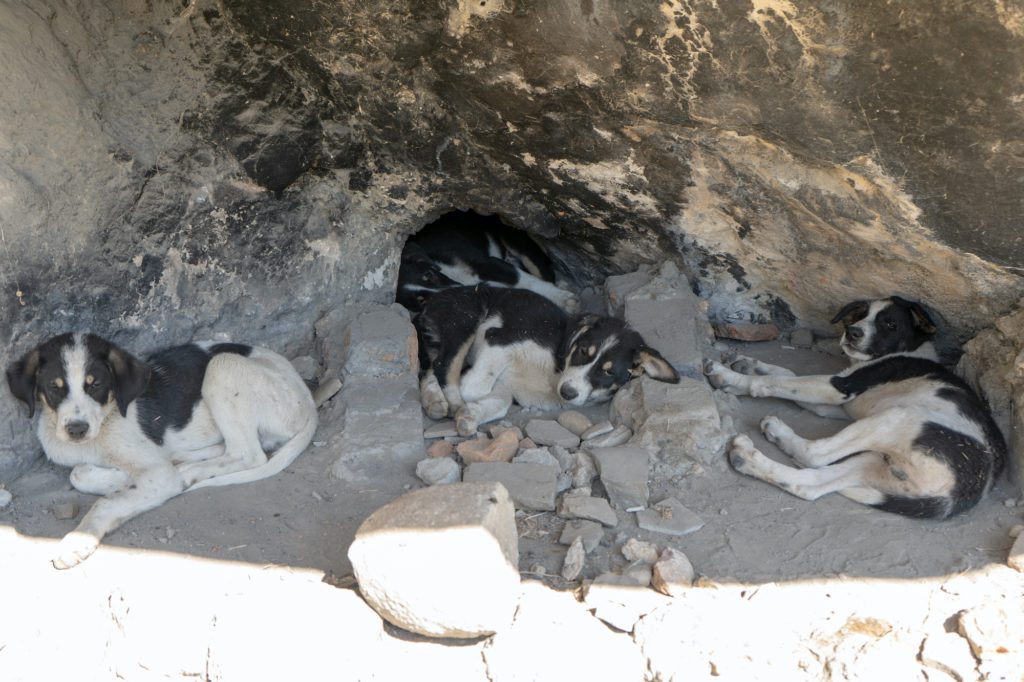 Abandoned puppies sleep under a rock on the streets of Albania | © Daily Odyssey/Shutterstock
