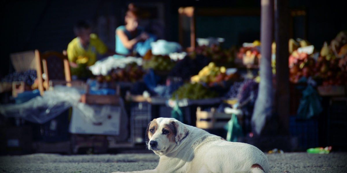 A stay dog sits in the shadow of a market in Albania | © Eszter Grosz/Shutterstock