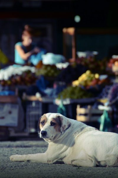 A stay dog sits in the shadow of a market in Albania | © Eszter Grosz/Shutterstock