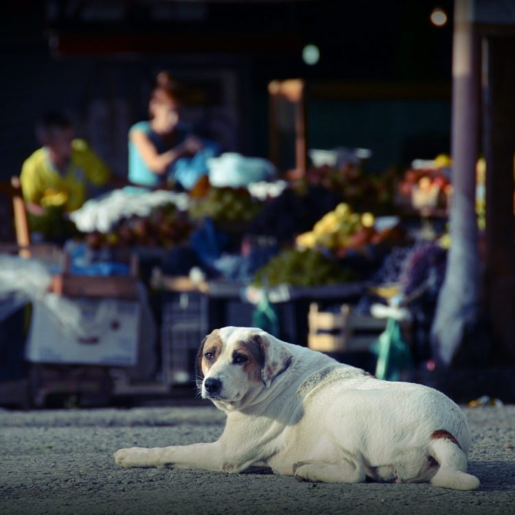 One Woman’s Mission to Save Albania’s Stray Animals