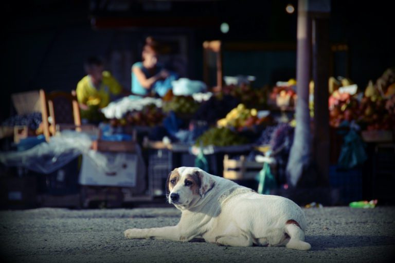 A stay dog sits in the shadow of a market in Albania | © Eszter Grosz/Shutterstock