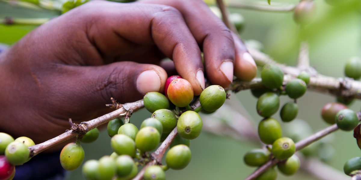 A female coffee farmer in Kenya examines a coffee plant | © franco lucato/Shutterstock