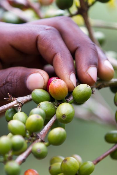 A female coffee farmer in Kenya examines a coffee plant | © franco lucato/Shutterstock