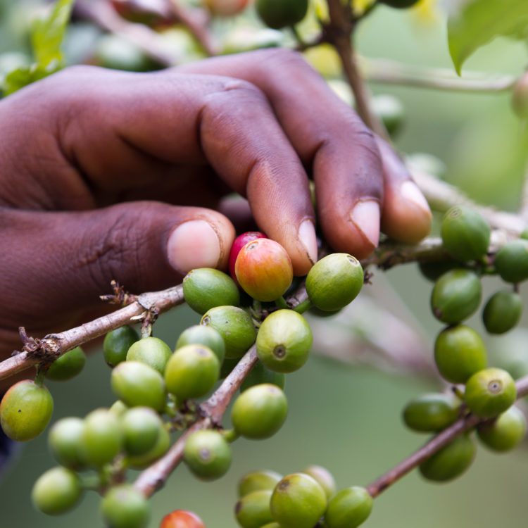 Meet the Woman Championing Kenya’s Female Coffee Farmers