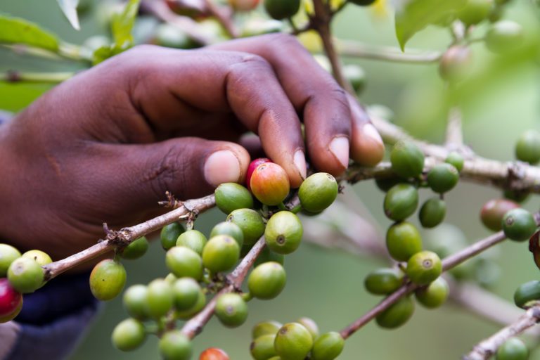A female coffee farmer in Kenya examines a coffee plant | © franco lucato/Shutterstock